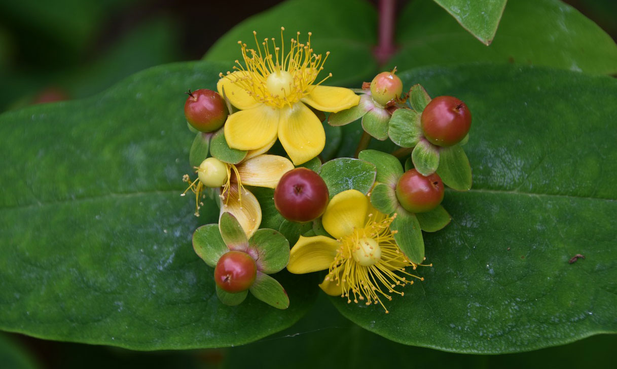 St Johns Wort plant - Questions about homotoxicology